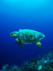 The turtles are starting to get horny and here is a femal... by Martin Spragg 